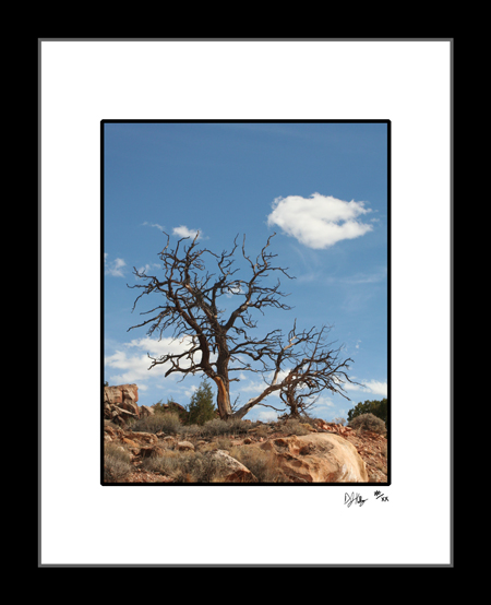 Cottonwood Tree #1 - Desert Tree Study (DesertTreeCRNP001) - Damian Kolbay Photography