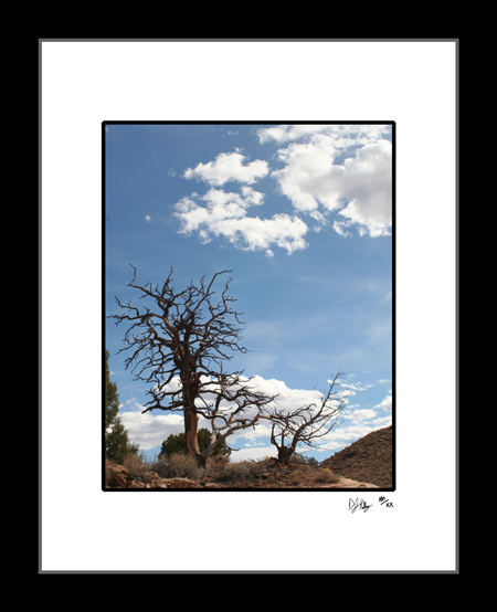 Cottonwood Tree #2 - Desert Tree Study (DesertTreeCRNP002) - Damian Kolbay Photography