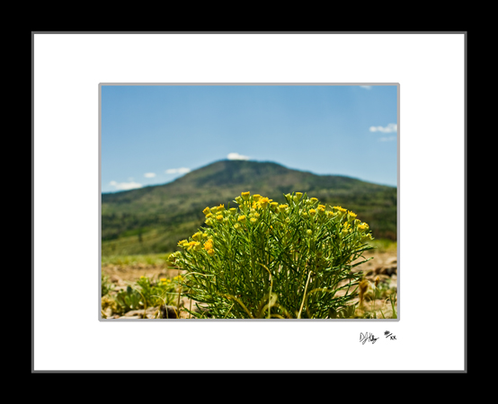 Mountain Flowers - Fishlake National Forest (Fishlake_Flowers001) - Damian Kolbay Photography