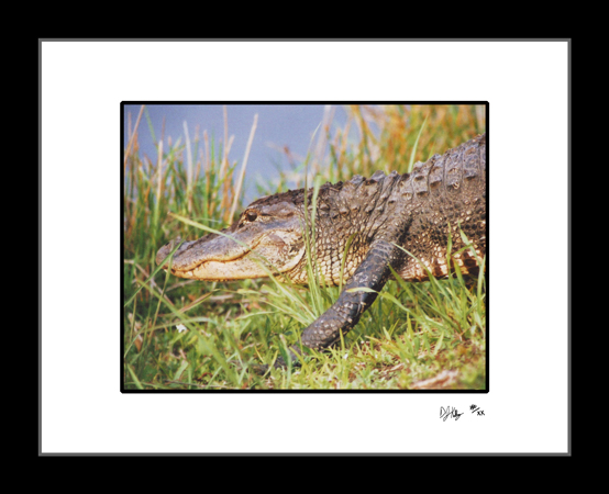 Watchful Alligator - Everglades National Park (AlligatorENP001) - Damian Kolbay Photography