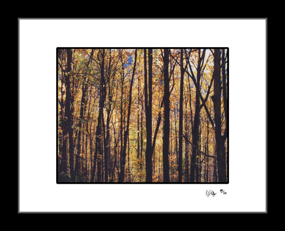 Fall Colors - The Smoky Mountains (SmokyMntsFallLeaves001) - Damian Kolbay Photography
