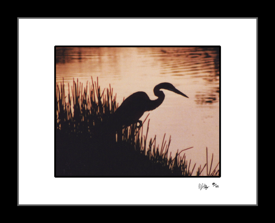 Heron Silhouette at Sunset - Everglades National Park (SunsetBirdENP001) - Damian Kolbay Photography