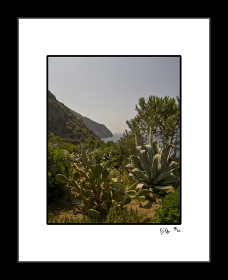 Coastal Vegetation - Cinque Terre, Italy (6805_AmalfiCoastPlants) - Damian Kolbay Photography
