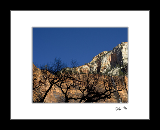 Cottonwood Silhouette - Zion National Park (Tree_Silhouette) - Damian Kolbay Photography