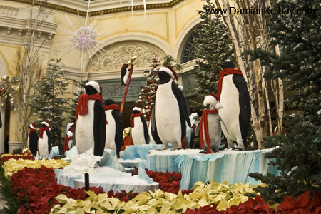 Penguins at the Bellagio - IMG_3748