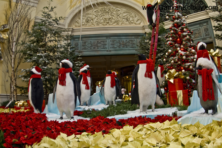 Penguins at the Bellagio 3 - IMG_3750