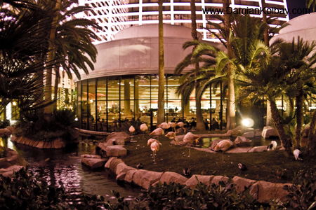 Pink Flamingos at the Flamingo - IMG_3796